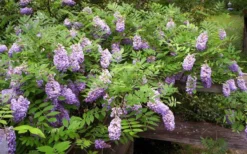 Amethyst Falls Wisteria Vine - 3 Gallon Pot 15 Amethyst Falls Wisteria Vine - 3 Gallon Pot -Garden & Outdoors Picture Wisteria Amethyst Falls 5 1