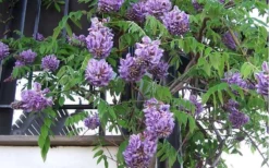 Amethyst Falls Wisteria Vine - 3 Gallon Pot 17 Amethyst Falls Wisteria Vine - 3 Gallon Pot -Garden & Outdoors Picture Wisteria Amethyst Falls Vine 1 1