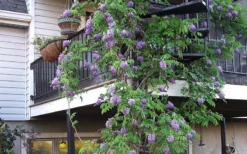 Amethyst Falls Wisteria Vine - 3 Gallon Pot 16 Amethyst Falls Wisteria Vine - 3 Gallon Pot -Garden & Outdoors Picture Wisteria Amethyst Falls Vine 2