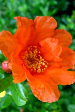 Russian 26 Cold Hardy Pomegranate - 1 Gallon Pot -Garden & Outdoors Pomegranate Russian 26 11