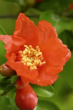 Austin Pomegranate - 3 Gallon Pot -Garden & Outdoors Pomegranate Salavatski 3