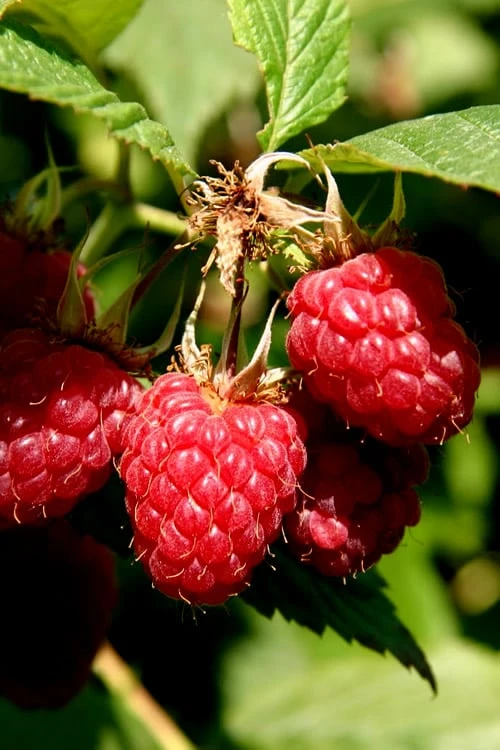 Heritage Raspberry - 1 Gallon Pot 1 Heritage Raspberry - 1 Gallon Pot