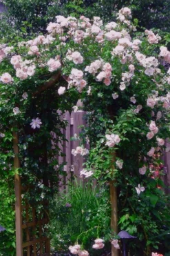 New Dawn Climbing Rose - 5 Gallon Pot 16 New Dawn Climbing Rose - 5 Gallon Pot -Garden & Outdoors Rose Climbing New Dawn 10