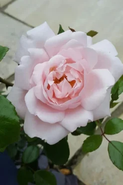 New Dawn Climbing Rose - 5 Gallon Pot 17 New Dawn Climbing Rose - 5 Gallon Pot -Garden & Outdoors Rose Climbing New Dawn 12