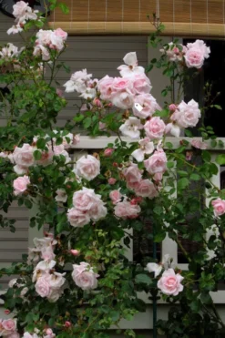 New Dawn Climbing Rose - 5 Gallon Pot 18 New Dawn Climbing Rose - 5 Gallon Pot -Garden & Outdoors Rose Climbing New Dawn 14