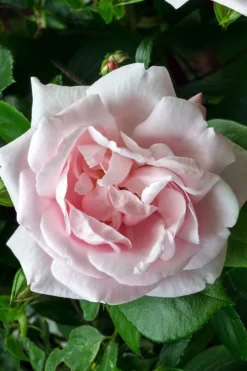 New Dawn Climbing Rose - 5 Gallon Pot 19 New Dawn Climbing Rose - 5 Gallon Pot -Garden & Outdoors Rose Climbing New Dawn 17