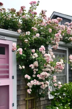 New Dawn Climbing Rose - 5 Gallon Pot 15 New Dawn Climbing Rose - 5 Gallon Pot -Garden & Outdoors Rose Climbing New Dawn 18