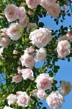 New Dawn Climbing Rose - 5 Gallon Pot 13 New Dawn Climbing Rose - 5 Gallon Pot -Garden & Outdoors Rose Climbing New Dawn 2