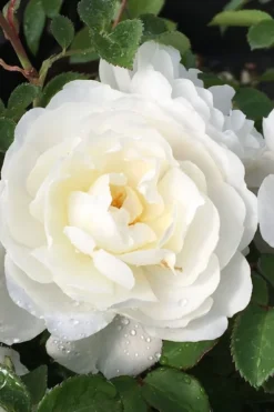 Cloud 10 Climbing Rose - 3 Gallon Pot -Garden & Outdoors Rose Cloud 10 1