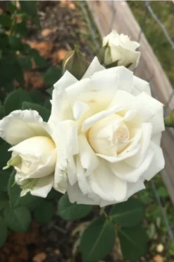 Cloud 10 Climbing Rose - 3 Gallon Pot -Garden & Outdoors Rose Cloud 10 10