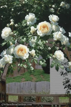 Cloud 10 Climbing Rose - 3 Gallon Pot -Garden & Outdoors Rose Cloud 10 4
