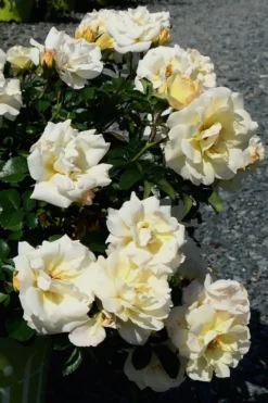 Popcorn Drift Groundcover Rose - 3 Gallon Pot 11 Popcorn Drift Groundcover Rose - 3 Gallon Pot -Garden & Outdoors Rose Drift Popcorn 10