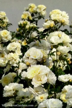 Popcorn Drift Groundcover Rose - 3 Gallon Pot 9 Popcorn Drift Groundcover Rose - 3 Gallon Pot -Garden & Outdoors Rose Drift Popcorn 16