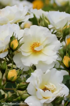 Popcorn Drift Groundcover Rose - 3 Gallon Pot
