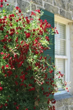 Red Cascade Miniature Climbing Rose - 1 Gallon Pot -Garden & Outdoors Rose Red Cascade 10