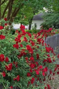 Red Cascade Miniature Climbing Rose - 1 Gallon Pot -Garden & Outdoors Rose Red Cascade 11