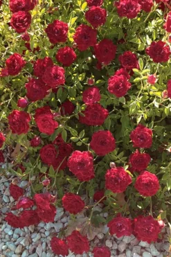 Red Cascade Miniature Climbing Rose - 1 Gallon Pot -Garden & Outdoors Rose Red Cascade 12