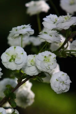 Plena Double Bridal Wreath Spirea (Spirea Prunifolia) - 3 Gallon Pot 14 Plena Double Bridal Wreath Spirea (Spirea Prunifolia) - 3 Gallon Pot -Garden & Outdoors Spirea Bridal Wreath Plena 1