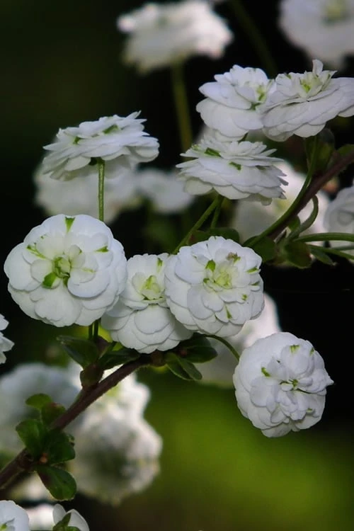 Plena Double Bridal Wreath Spirea (Spirea Prunifolia) - 3 Gallon Pot 7 Plena Double Bridal Wreath Spirea (Spirea Prunifolia) - 3 Gallon Pot - Image 7
