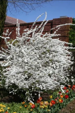 Plena Double Bridal Wreath Spirea (Spirea Prunifolia) - 3 Gallon Pot 11 Plena Double Bridal Wreath Spirea (Spirea Prunifolia) - 3 Gallon Pot -Garden & Outdoors Spirea Bridal Wreath Plena 3