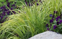 Golden Variegated Sweet Flag - Acorus Gramineus 'Oborozuki' - 18 Count Flats Of Pint Pots 7 Golden Variegated Sweet Flag - Acorus Gramineus 'Oborozuki' - 18 Count Flats Of Pint Pots -Garden & Outdoors Sweet Flag Variegated 2