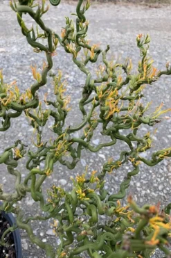 Tiny Dragon Hardy Orange (Poncirus Trifoliata) - 5 Gallon Pot - SALE! -Garden & Outdoors Trifoliate Orange Tiny Dragon 1