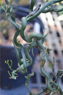 Tiny Dragon Hardy Orange (Poncirus Trifoliata) - 5 Gallon Pot - SALE! -Garden & Outdoors Trifoliate Orange Tiny Dragon 2