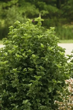 All That Glows Arrowwood Viburnum - 2 Gallon Pot -Garden & Outdoors Viburnum All That Glows 1