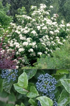 All That Glows Arrowwood Viburnum - 2 Gallon Pot -Garden & Outdoors Viburnum All That Glows 4
