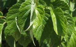 Chicago Luster Arrowwood Viburnum - 1 Gallon Pot 12 Chicago Luster Arrowwood Viburnum - 1 Gallon Pot -Garden & Outdoors Viburnum Chicago Luster 1 1