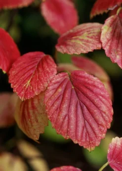 Chicago Luster Arrowwood Viburnum - 1 Gallon Pot 13 Chicago Luster Arrowwood Viburnum - 1 Gallon Pot -Garden & Outdoors Viburnum Chicago Luster 4 1