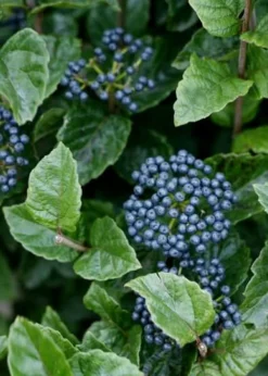 Chicago Luster Arrowwood Viburnum - 1 Gallon Pot