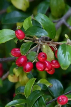 Dwarf Evergreen Snowball Viburnum 'Conoy' - 3 Gallon Pot -Garden & Outdoors Viburnum Conoy 4