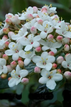 Dwarf Evergreen Snowball Viburnum 'Conoy' - 3 Gallon Pot -Garden & Outdoors Viburnum Conoy 6