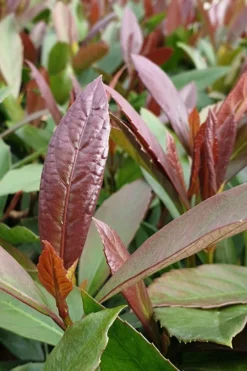 Coppertop Sweet Viburnum - 3 Gallon Pot -Garden & Outdoors Viburnum Coppertop 3