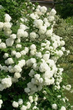 European Snowball Viburnum Bush - 3 Gallon Pot -Garden & Outdoors Viburnum European Snowball 1