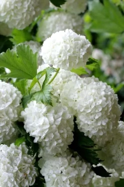 European Snowball Viburnum Bush - 3 Gallon Pot -Garden & Outdoors Viburnum European Snowball 5