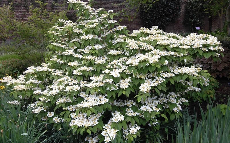 Mariesii Doublefile Viburnum - 3 Gallon Pot 4 Mariesii Doublefile Viburnum - 3 Gallon Pot - Image 4