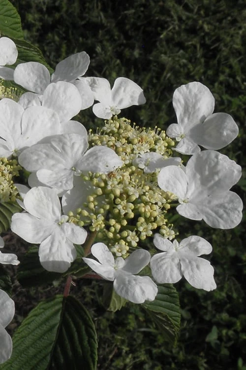 Mariesii Doublefile Viburnum - 3 Gallon Pot 6 Mariesii Doublefile Viburnum - 3 Gallon Pot - Image 6