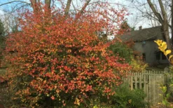 Fragrant Mohawk Viburnum Burkwoodi - 3 Gallon Pot -Garden & Outdoors Viburnum Mohawk 10