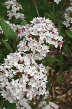 Fragrant Mohawk Viburnum Burkwoodi - 3 Gallon Pot -Garden & Outdoors Viburnum Mohawk 4