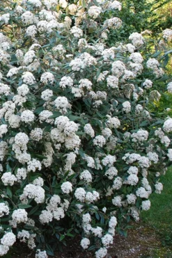 Fragrant Mohawk Viburnum Burkwoodi - 3 Gallon Pot -Garden & Outdoors Viburnum Mohawk 5