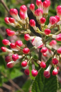 Fragrant Mohawk Viburnum Burkwoodi - 3 Gallon Pot -Garden & Outdoors Viburnum Mohawk 6