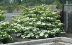 Shasta Doublefile Viburnum - 1 Gallon Pot -Garden & Outdoors Viburnum Shasta 8 1