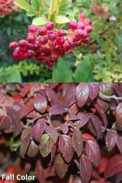 Snow Joey Viburnum - 3 Gallon Pot -Garden & Outdoors Viburnum Snow Joey 5