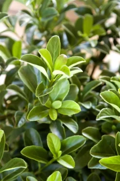 Sugar Cookie Sweet Viburnum - 3 Gallon Pot -Garden & Outdoors Viburnum Sugar Cookie 2