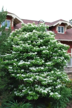 Summer Snowflake Viburnum - 3 Gallon Pot -Garden & Outdoors Viburnum Summer Snowflake 20 2