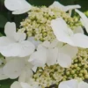 Summer Snowflake Viburnum - 3 Gallon Pot