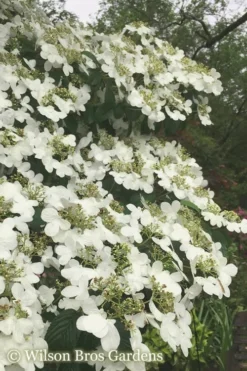 Summer Snowflake Viburnum - 3 Gallon Pot -Garden & Outdoors Viburnum Summer Snowflake 21 500x750 2