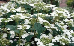 Summer Snowflake Viburnum - 6 Pack Of 1 Gallon Pots -Garden & Outdoors Viburnum Summer Snowflake 3